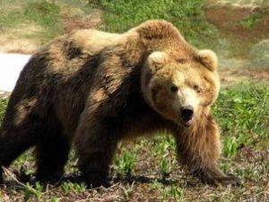 Медведи в Якутии начали терроризировать население