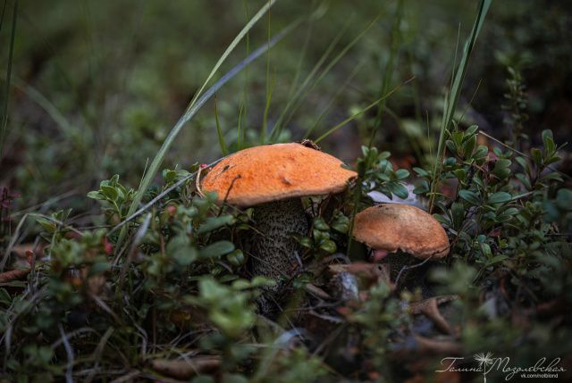 Осень постучала в окно. О погоде в Якутии