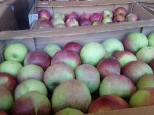 В Якутске уничтожили яблоки, завезенные из Белоруссии