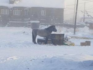 «Нет бесхозяйных лошадей»: Мэр Якутска распорядилась разработать санкции к нерадивым владельцам