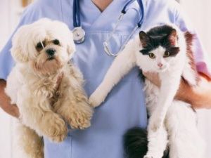 В Якутске пройдет бесплатная вакцинация домашних животных