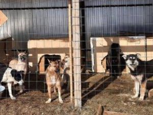 Сотрудники пункта передержки отловили в районе АГАТУ 11 бродячих собак