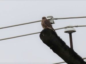 Воскресная встреча с соколиным семейством