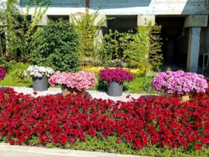 В Якутске стартовал второй этап конкурса «Зеленый кубок столицы»