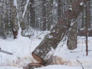 В Сунтарском улусе мужчину насмерть придавило деревом во время рубки леса