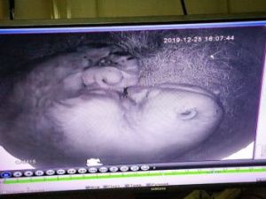 "Малыш уже подрос", - якутский зоопарк опубликовал видео со вторым медвежонком Колыманы