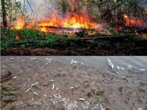 В озере Уулаах массово погибла рыба