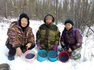 Фотофакт: якутянки собирают голубику в ноябре