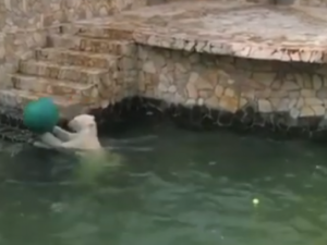 Медведица Харчаана развлекается в бассейне с новыми игрушками