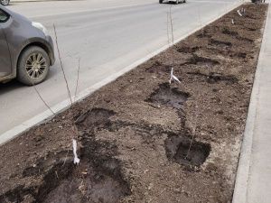 В центре Якутска высадили саженцы яблонь