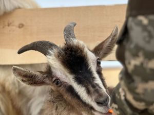 Иппотерапия и отдых в апидомиках: семья из Вилюйского района открыла уникальную экоферму