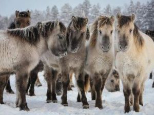 Гранулированное сено погубило якутских лошадей