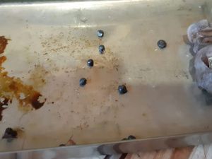 Нюрбинские ветеринары помогли собаке, которой стреляли в голову