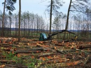Компания “Норд Голд” незаконно вырубила 5 гектаров леса