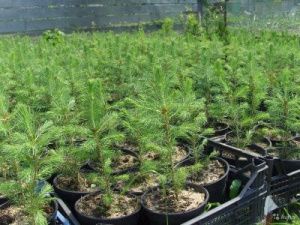 В 2022 году в первом лесопитомнике Якутии планируется высадка двухлетних саженцев