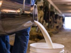 Олег Иринеев: СХПК “Самартай” лидирует в заготовке молока в Хангаласском улусе  