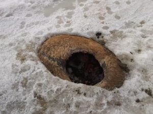 Мэрия Якутска:  Трупы девяти лошадей, вмерзших в лёд на озере в районе СОТ «Птицевод» будут убраны