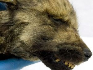 Ученые Якутии полагают, что щенок возрастом 18 тыс. лет мог быть древней одомашненной собакой