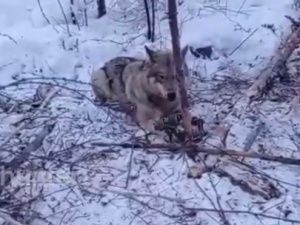 Дело о пытках охотниками волчицы в тайге застопорилось из-за дефектного протокола от инспектора по охране природы