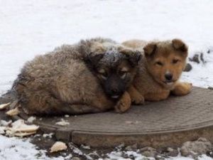 Новогодняя ярмарка-пристройство бездомных животных пройдет в Якутске