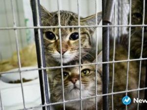 В Якутске пройдет ярмарка-раздача бездомных животных