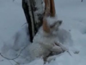 В Якутии начали вешать собак после нападения на ребенка