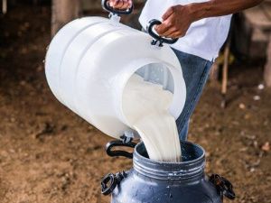 В Якутии ставка субсидии на производство молока увеличена с 60 до 65 рублей на 1 кг 