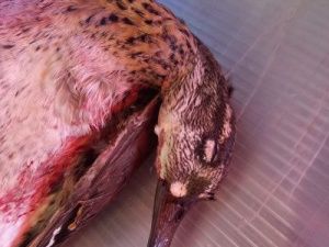 На Крестьянском рынке продавали краснокнижных уток!