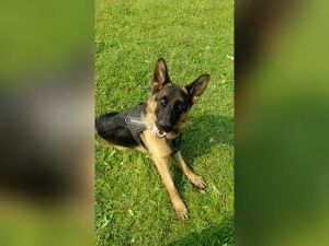 В Якутии служебная собака помогла раскрыть кражу более 400 кг меди