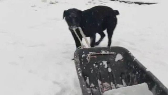 Отличный помощник: умная собака из Оймяконского улуса тянет сани с заготовленным льдом