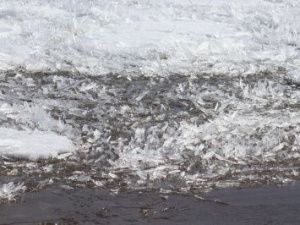 Колыма пока ведет себя спокойно