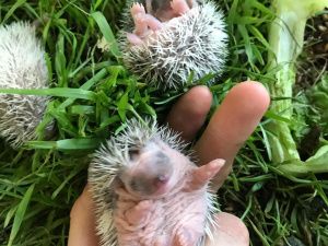 "300 животных хотят есть, а денег нет!". Якутский мини-зоопарк просит помощи