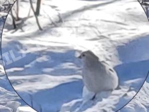 Редкий феномен: Пуночки-гиганты обнаружены в Якутии