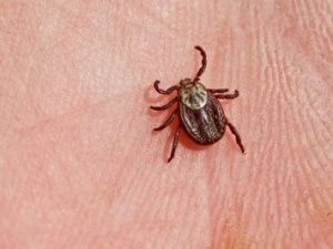 В Якутии зарегистрирован случай заболевания клещевым боррелиозом