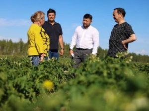 Более 700 тонн картофеля планирует собрать маганское хозяйство Котрус в этом году 