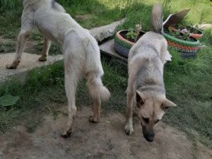 Жители поселка Газовиков бьют тревогу: "Такого скопления собак еще не было"