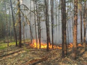 37 пожаров тушат на территории Якутии