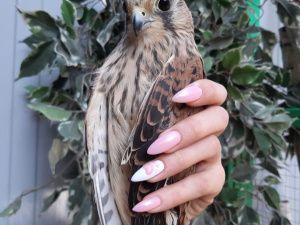 "300 животных хотят есть, а денег нет!". Якутский мини-зоопарк просит помощи