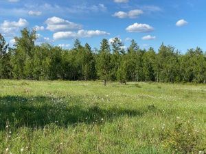 На земельных участках для сельскохозяйственного назначения запрещается строительство жилых домов
