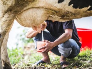 Конкурс парней-дояров собрал немало зрителей