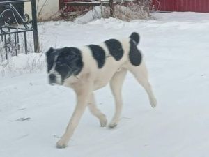 Пойман агрессивный алабай, напавший на женщину с ребенком