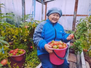 Пенсионерка из Якутии вырастила и собрала огурцы в апреле