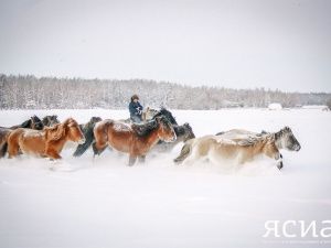 День коневода-табунщика в этом году пройдет в Верхоянском улусе