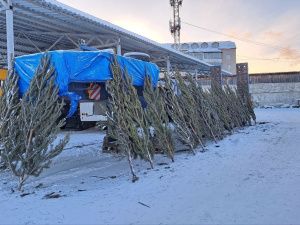В Якутске стартовала продажа натуральных ёлок