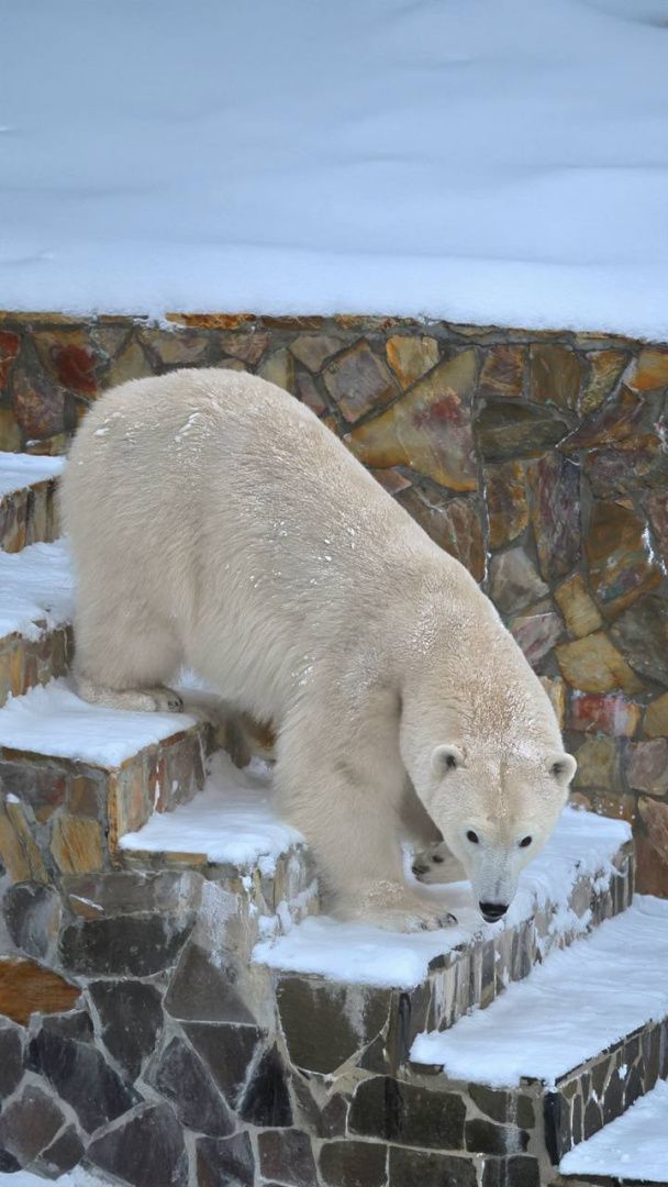 Почему у белой медведицы Хаарчааны до сих пор нет потомства 