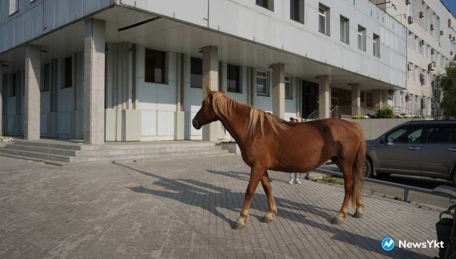 Мэр Якутска Евгений Григорьев поручил создать «штрафстоянку» для лошадей и коров. Ранее это уже пыталась сделать Авксентьева