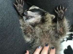 "300 животных хотят есть, а денег нет!". Якутский мини-зоопарк просит помощи