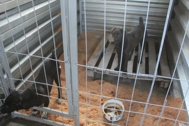 Приют для безнадзорных животных открылся в Покровске