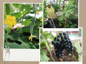 Якутский виноград. Ученики 2 Мальжагарской агрошколы получили урожай в теплице