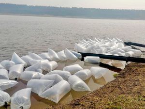 В реку Вилюй выпустили 20 тысяч штук мальков сибирского осетра